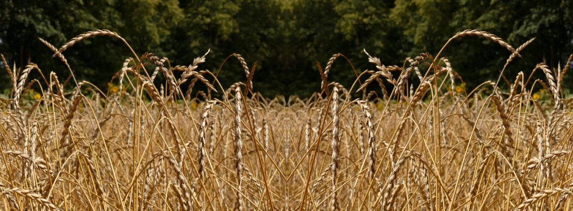 Wirtas Sommerdinkel