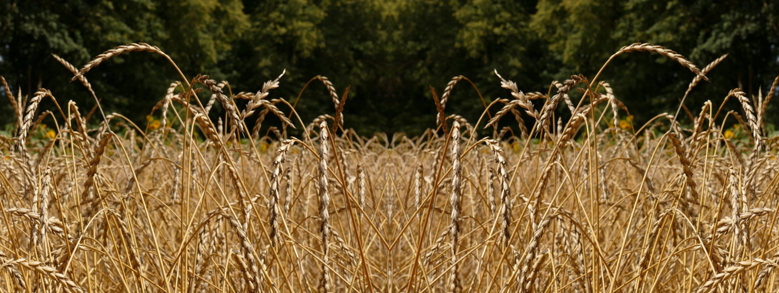 Wirtas - Sommerdinkel - korn B - Getreideprojekt vom Niederrhein